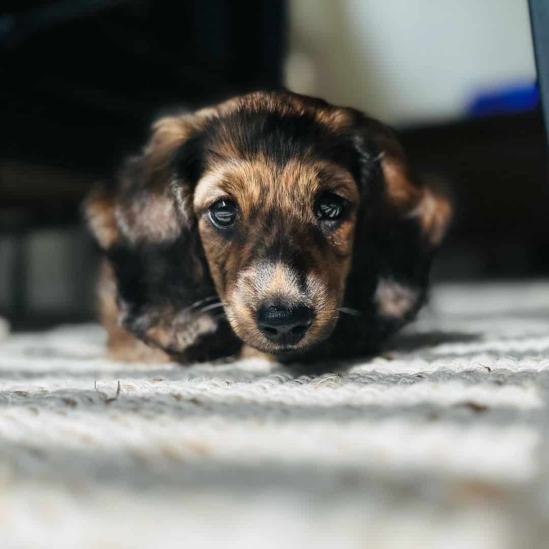 cachorro de dachshund atigrado