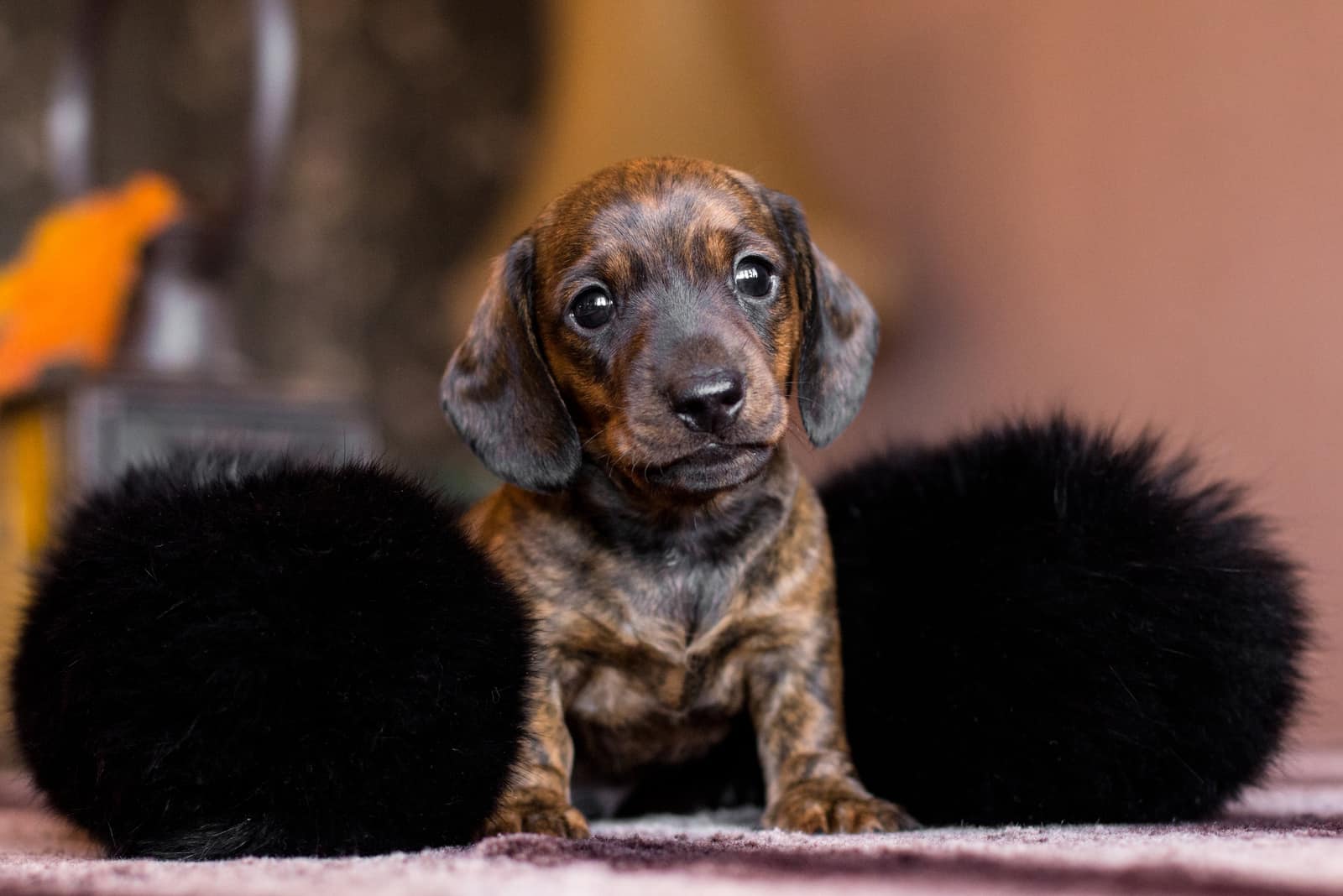cachorro de dachshund atigrado