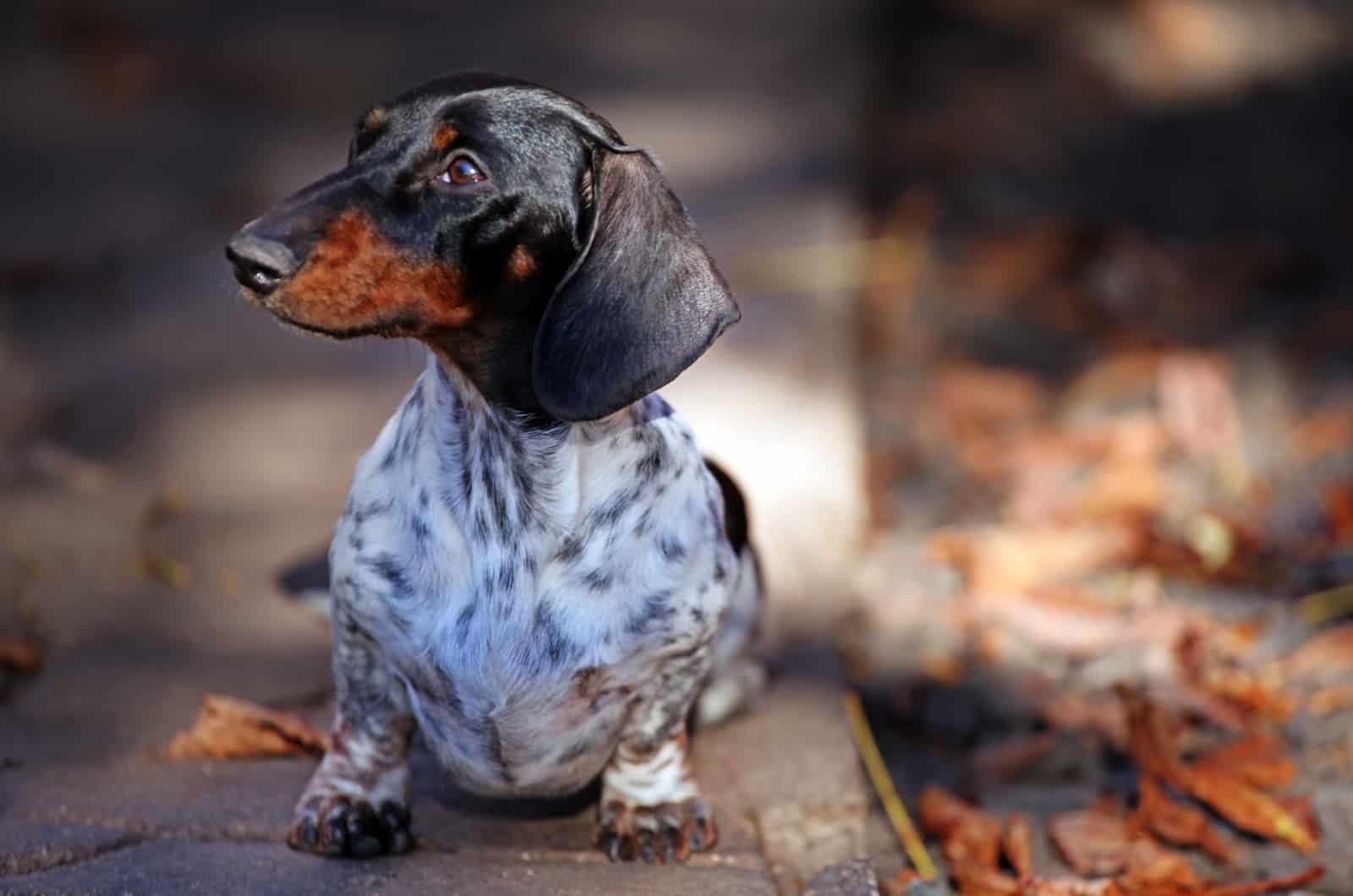 dachshund atigrado