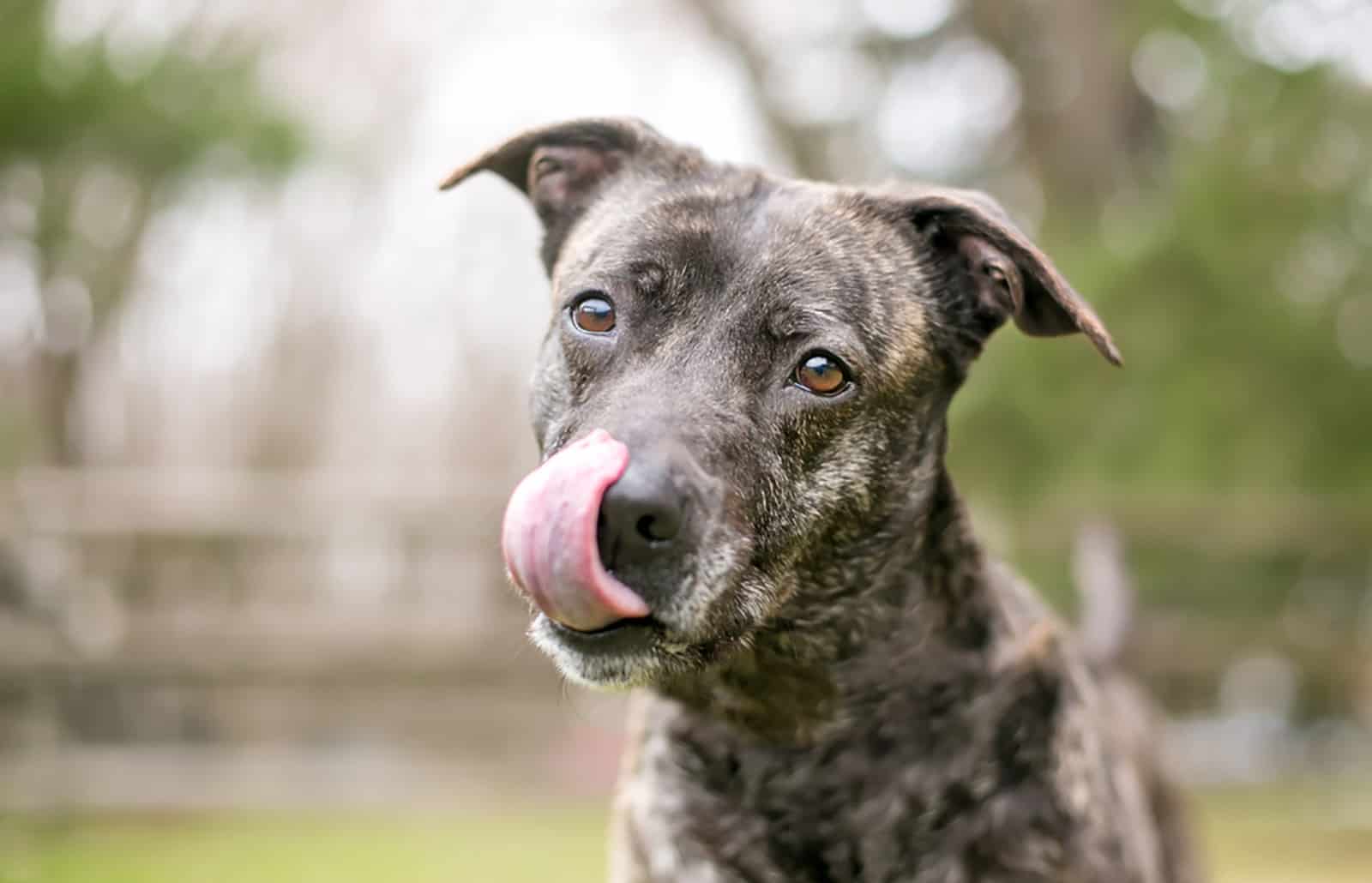 perro mestizo atigrado lamiéndose los labios