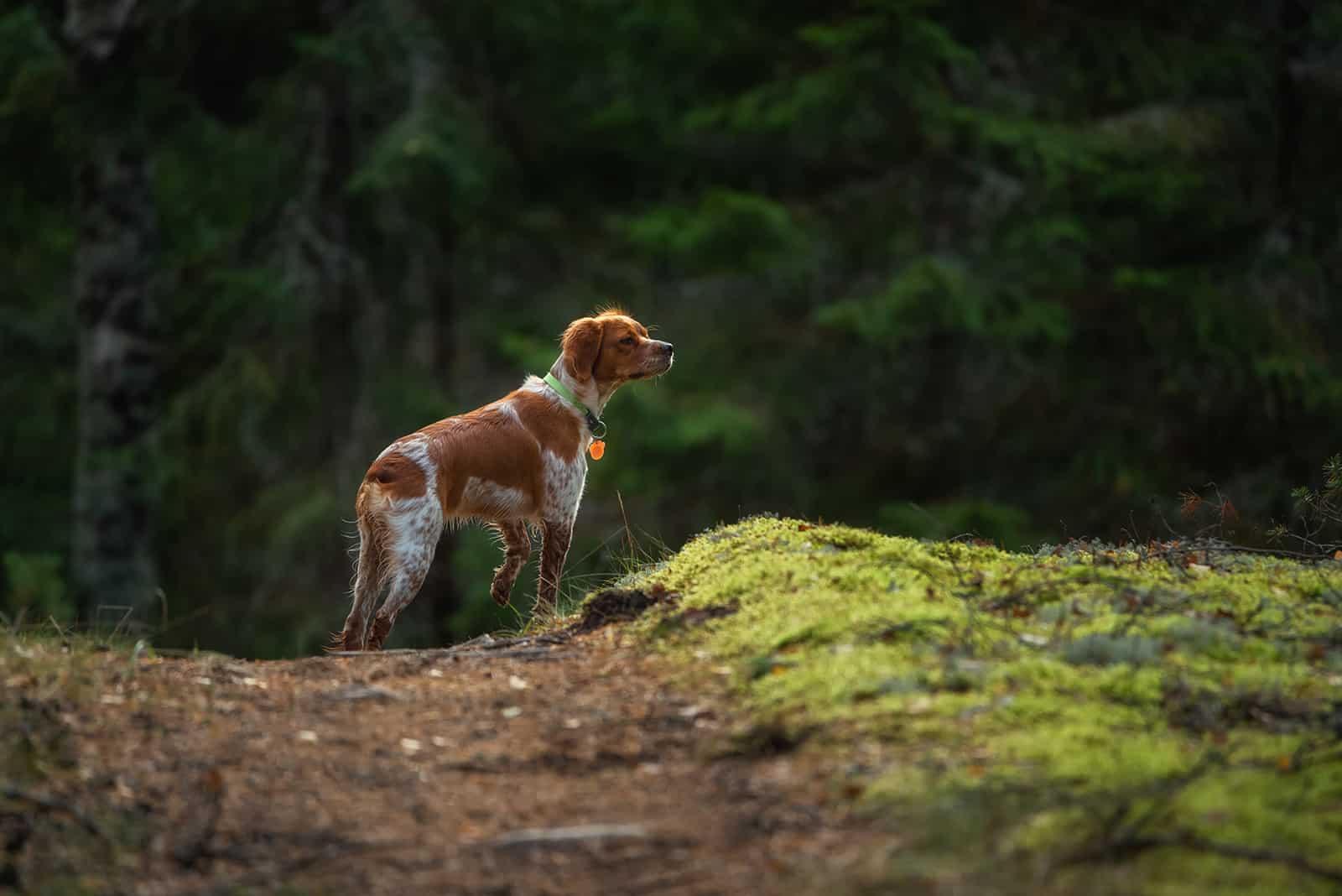 Brittany spaniel de pie mirando hacia el bosque