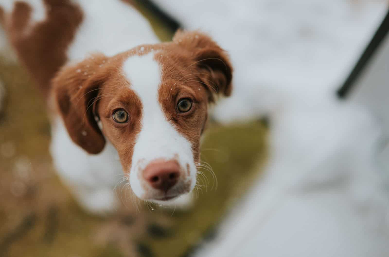 brittany spaniel mirando a la cámara