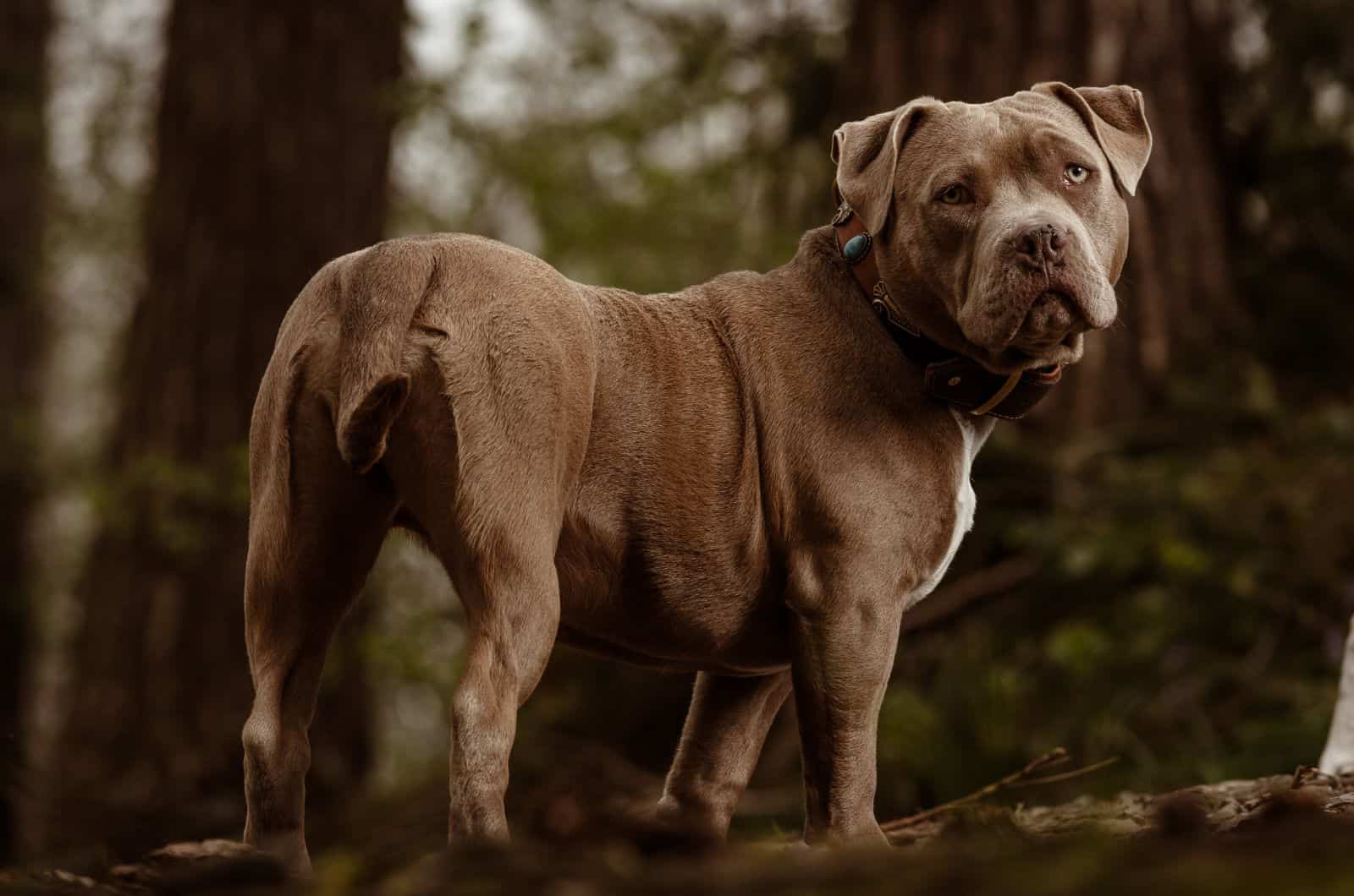 American Bulldog Pitbull Mix marrón