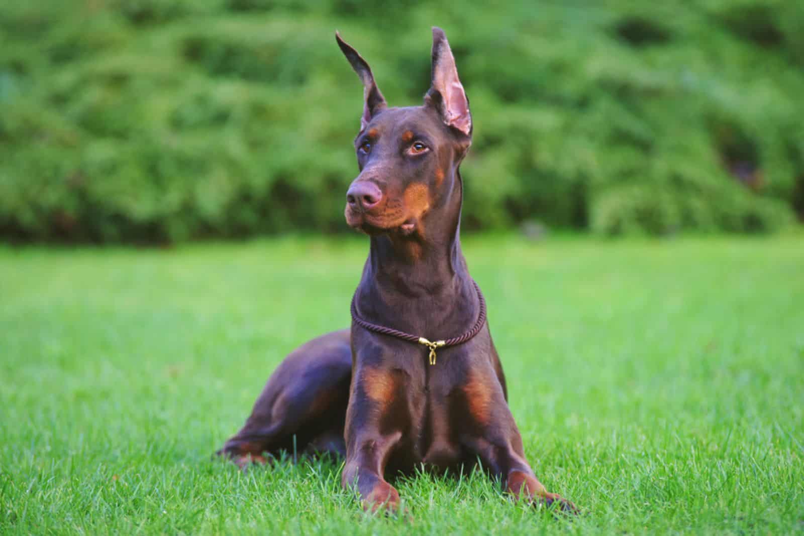 perro Doberman marrón con orejas recortadas acostado al aire libre