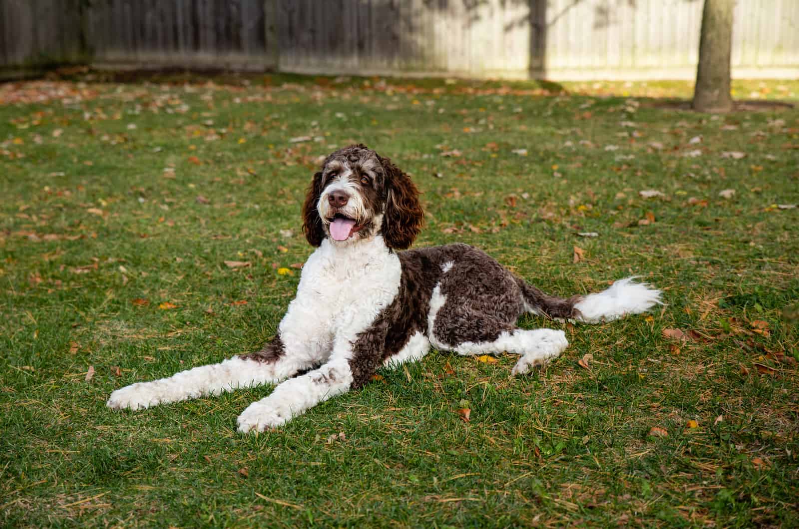 bernedoodle marrón tendido en el césped