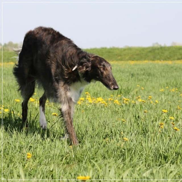 borzoi marrón