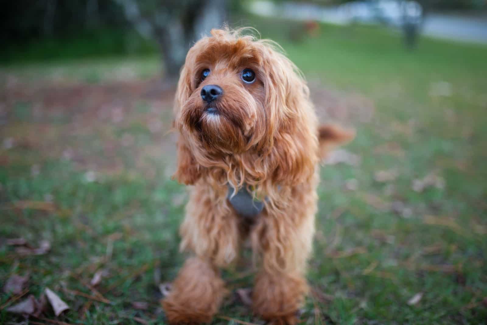 Cachorro de Cavapoo marrón