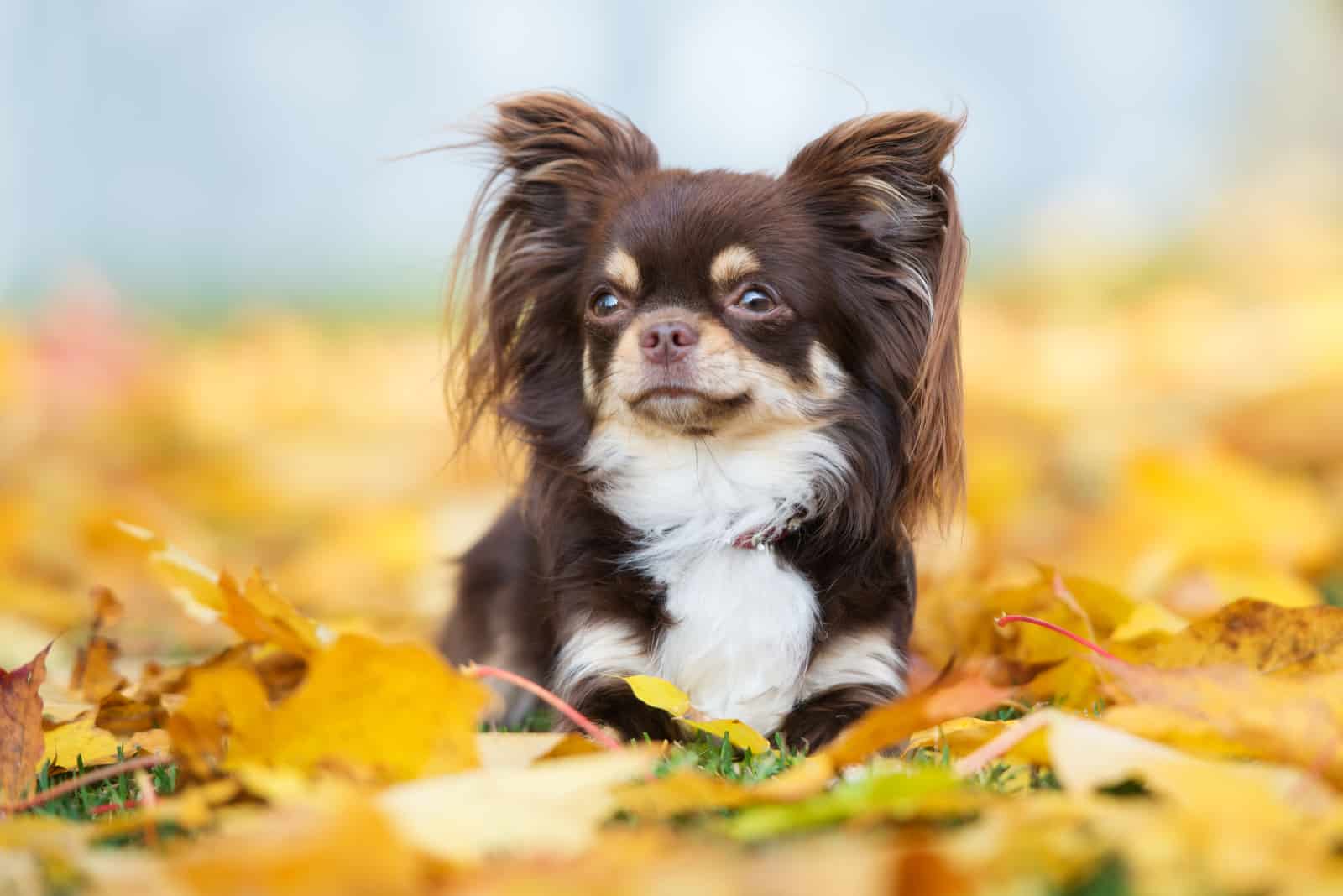 perro chihuahua marrón posando en hojas caídas