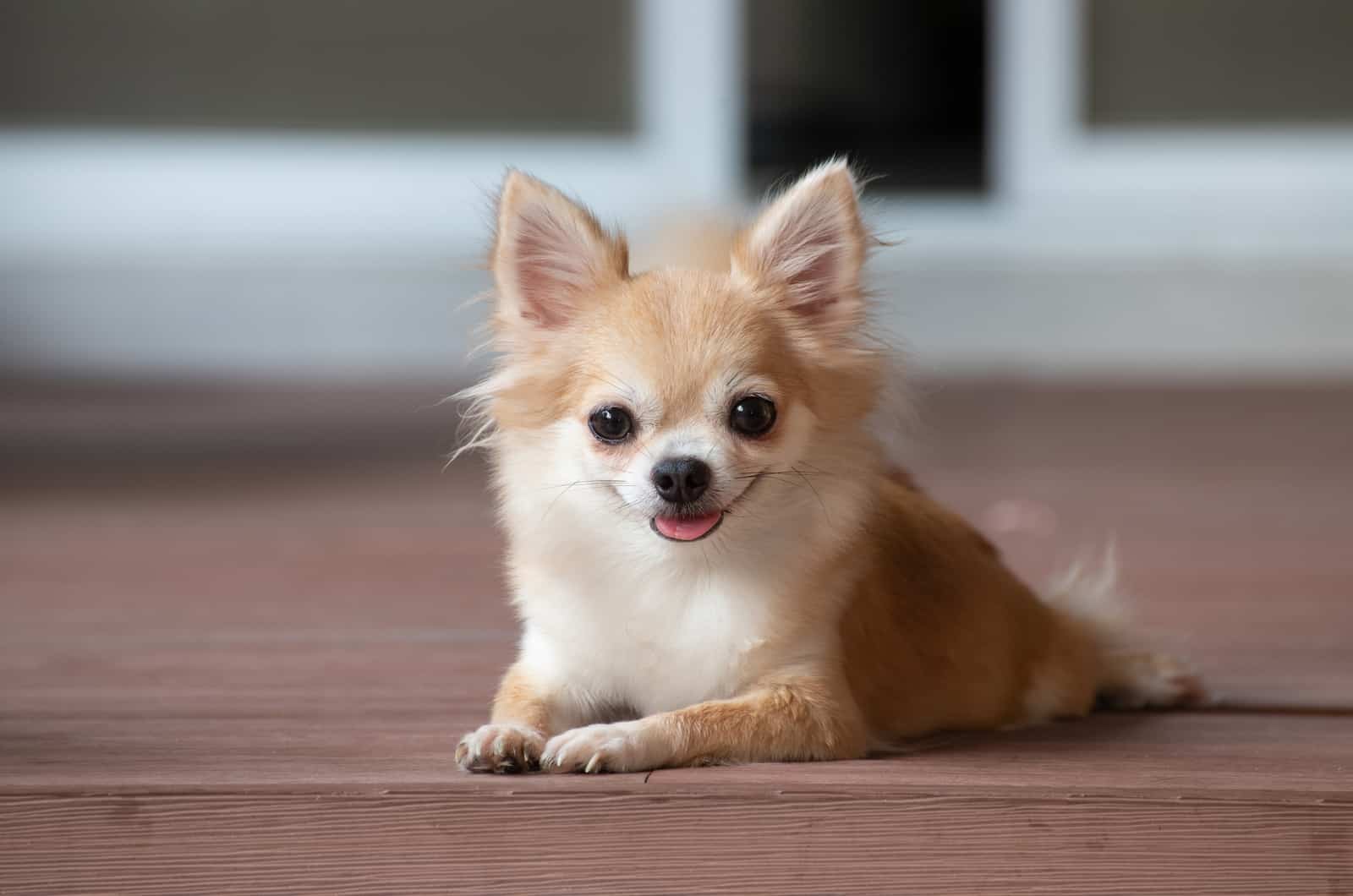 chihuahua marrón sentado en el suelo