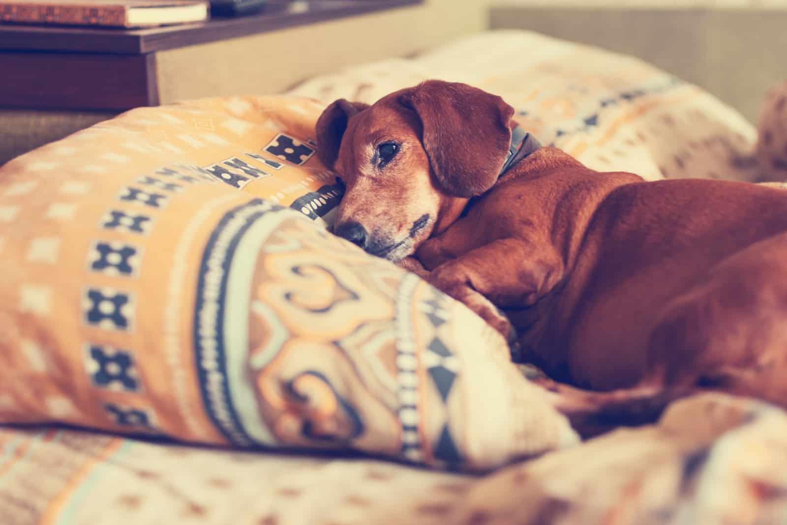 Perro Dachshund marrón acostado en la cama