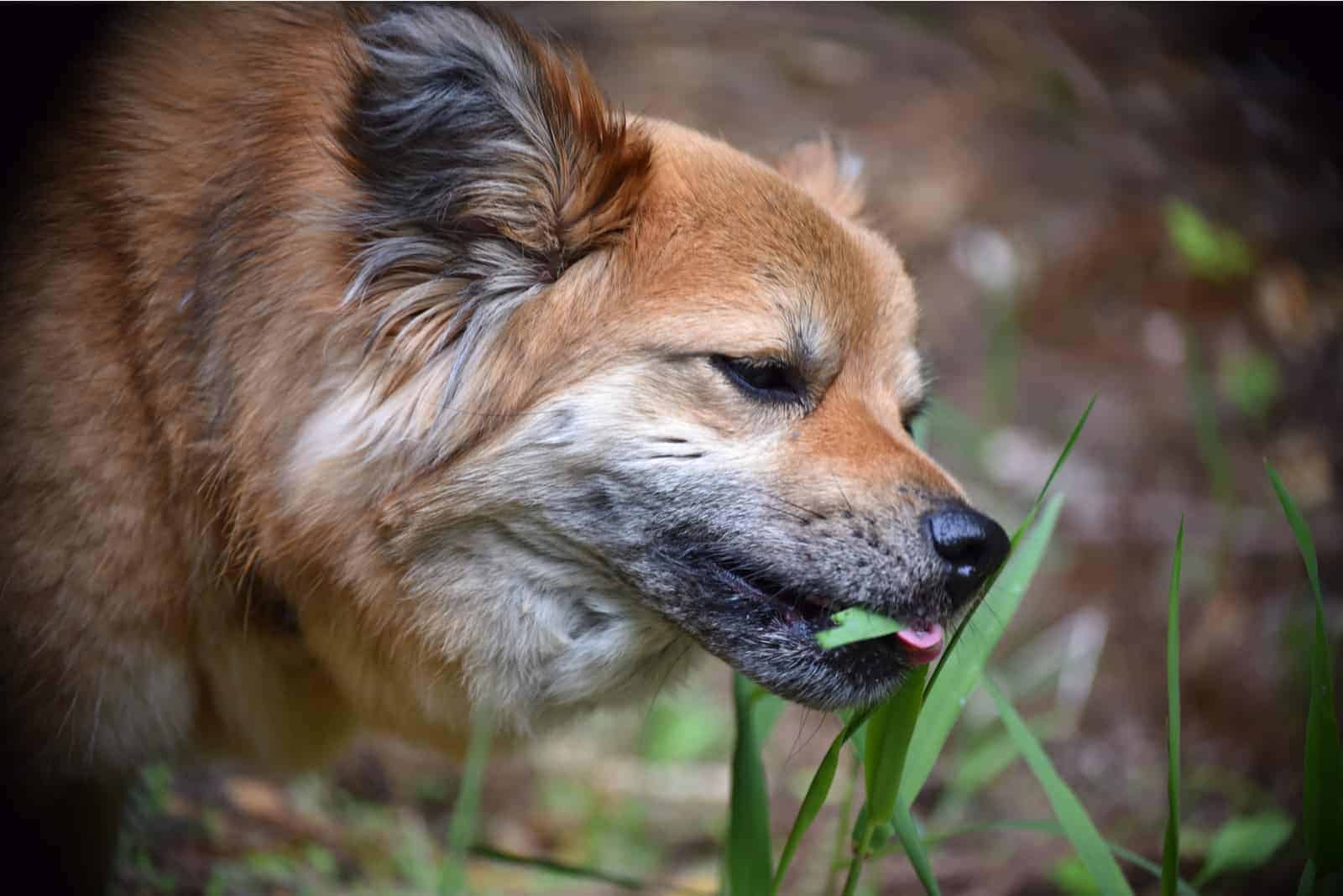 perro marrón comiendo hierba