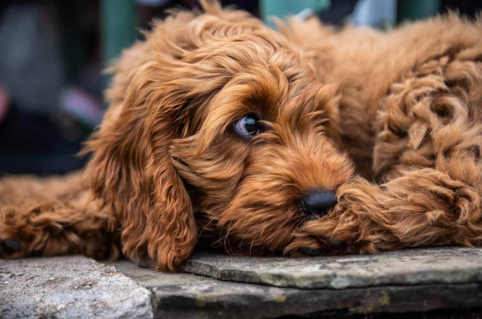 perro marrón mirando hacia otro lado