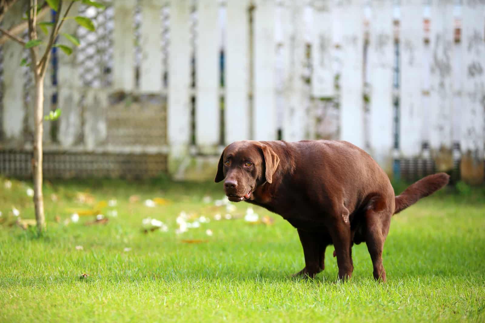 perro marrón haciendo caca afuera