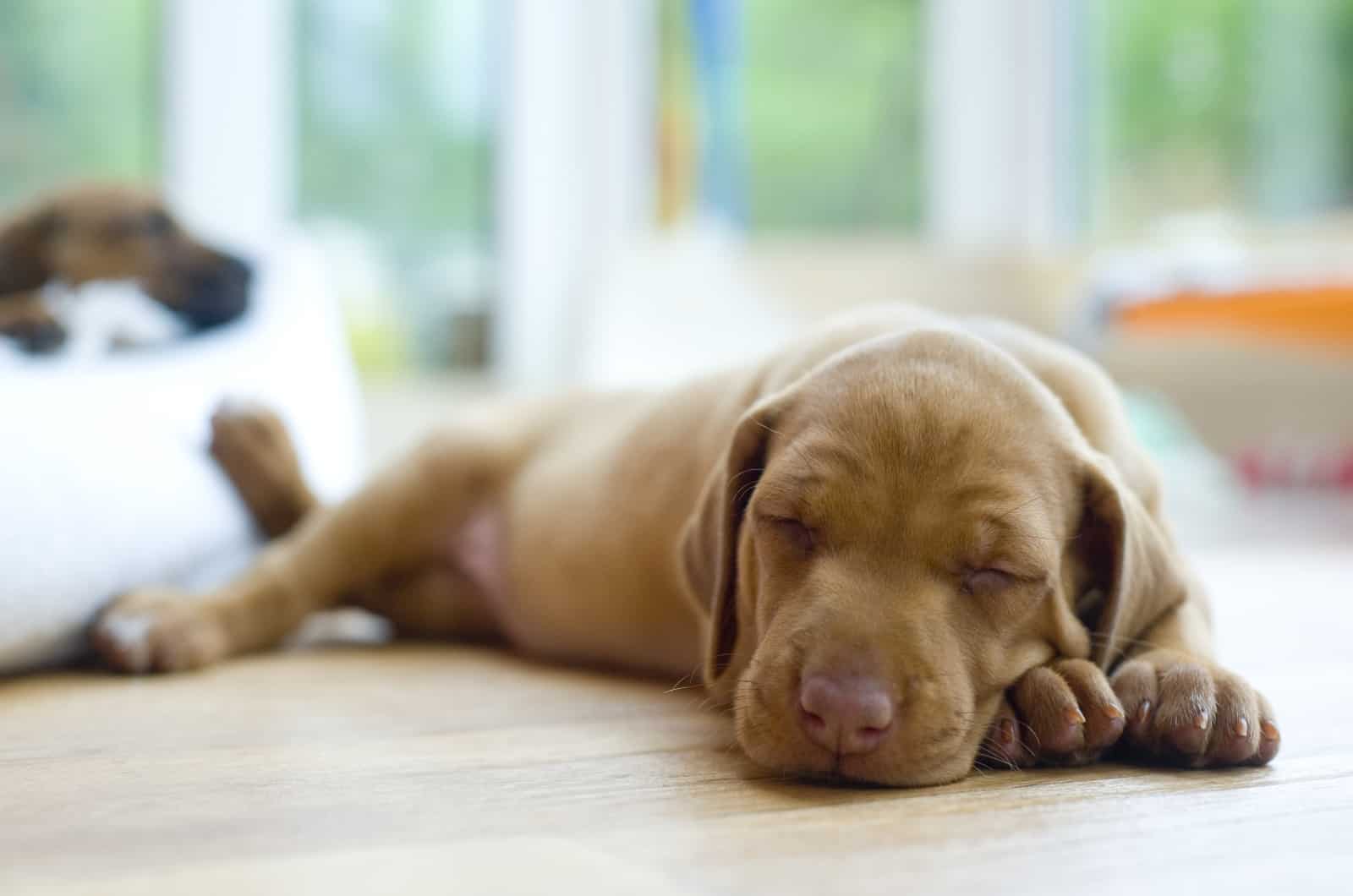 perro marrón durmiendo