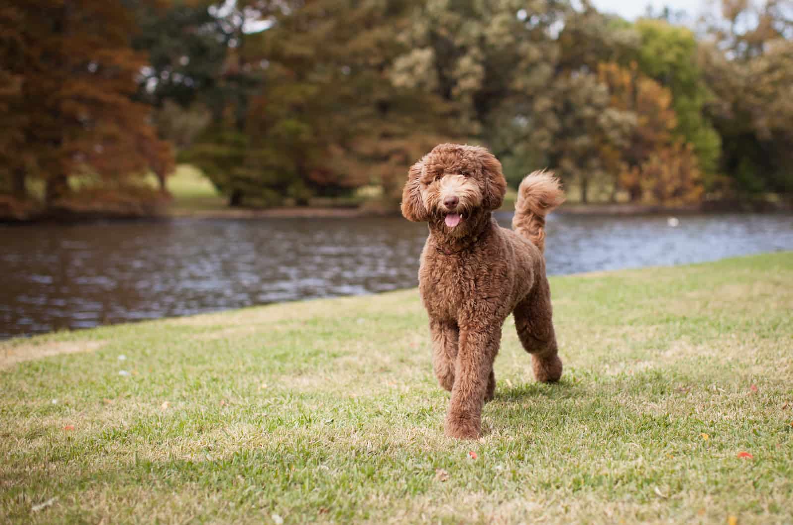 perro marrón caminando afuera junto al río