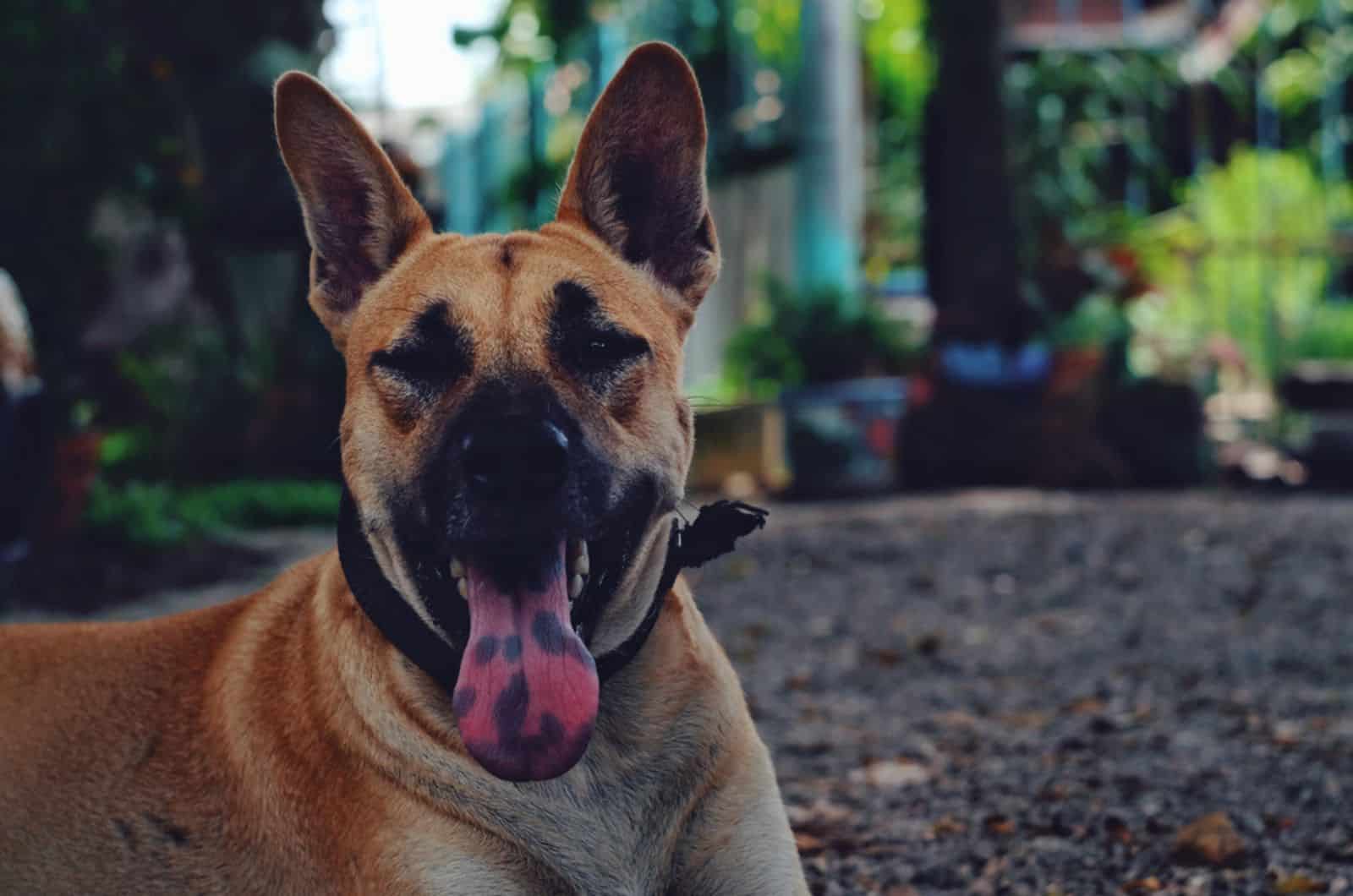 perro marrón con punto negro en la lengua descansando en el suelo