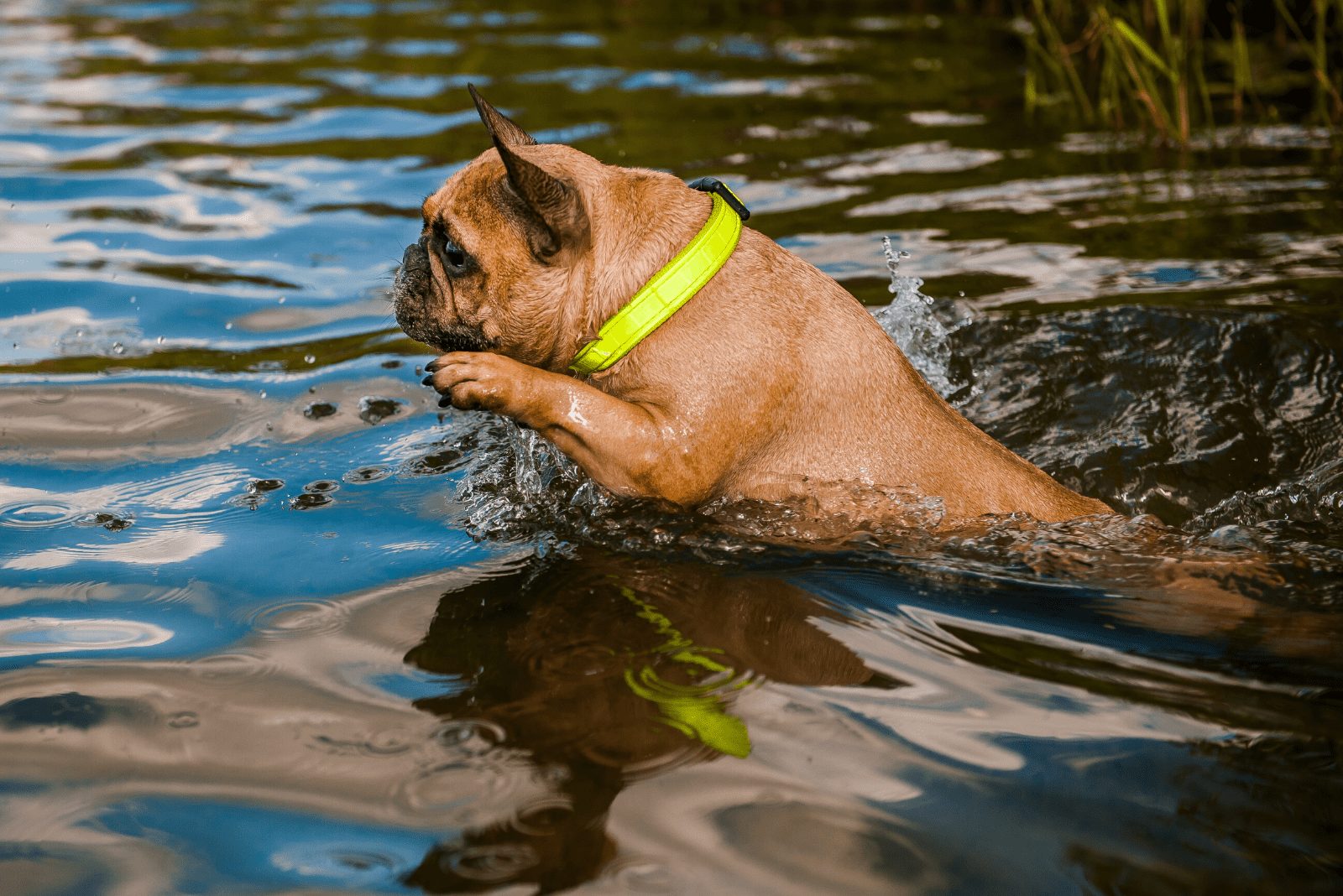 bulldog francés marrón nada en el agua