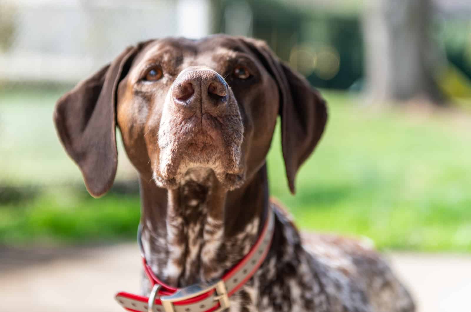 perro pointer alemán de pelo corto marrón