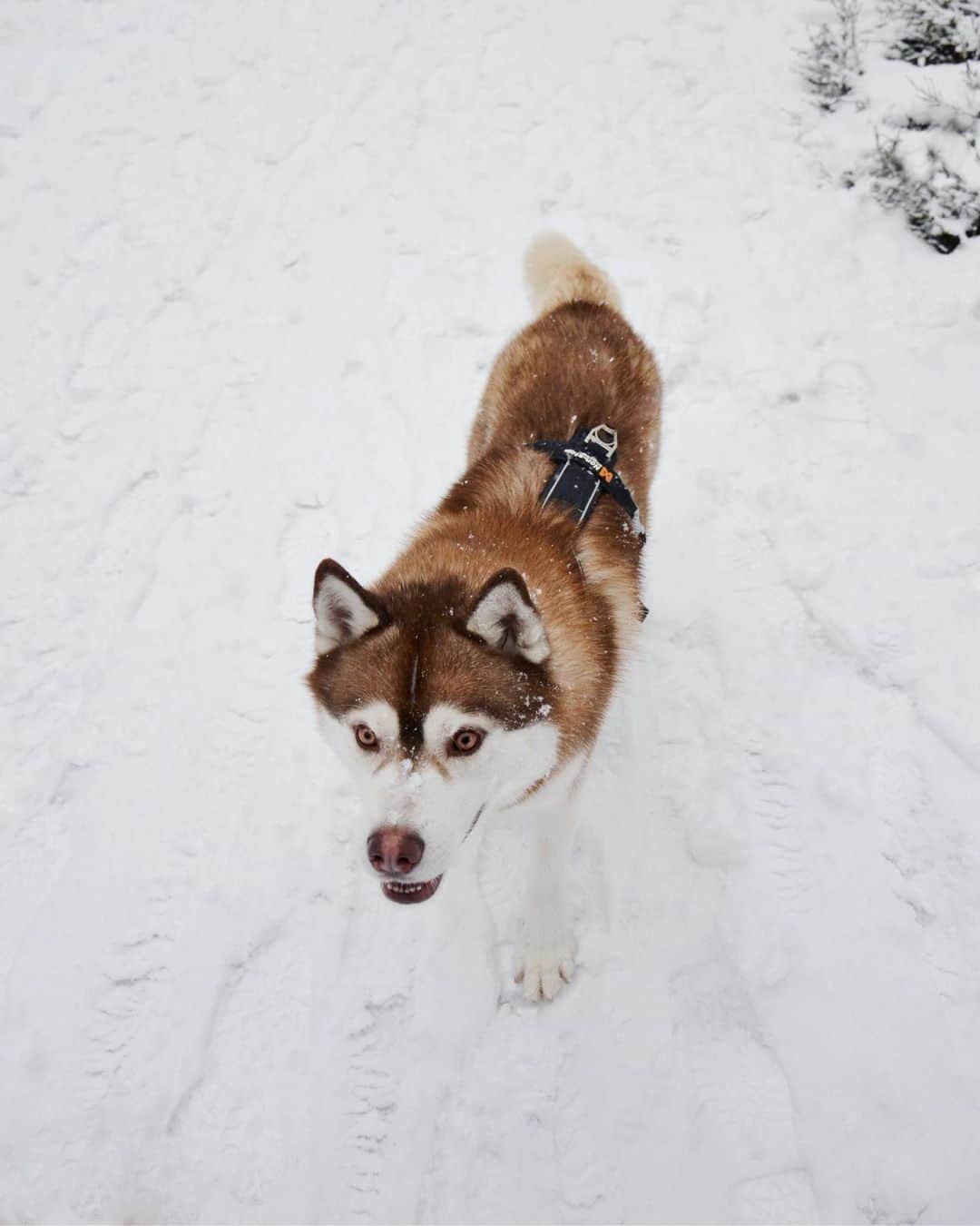 husky marrón durante el invierno