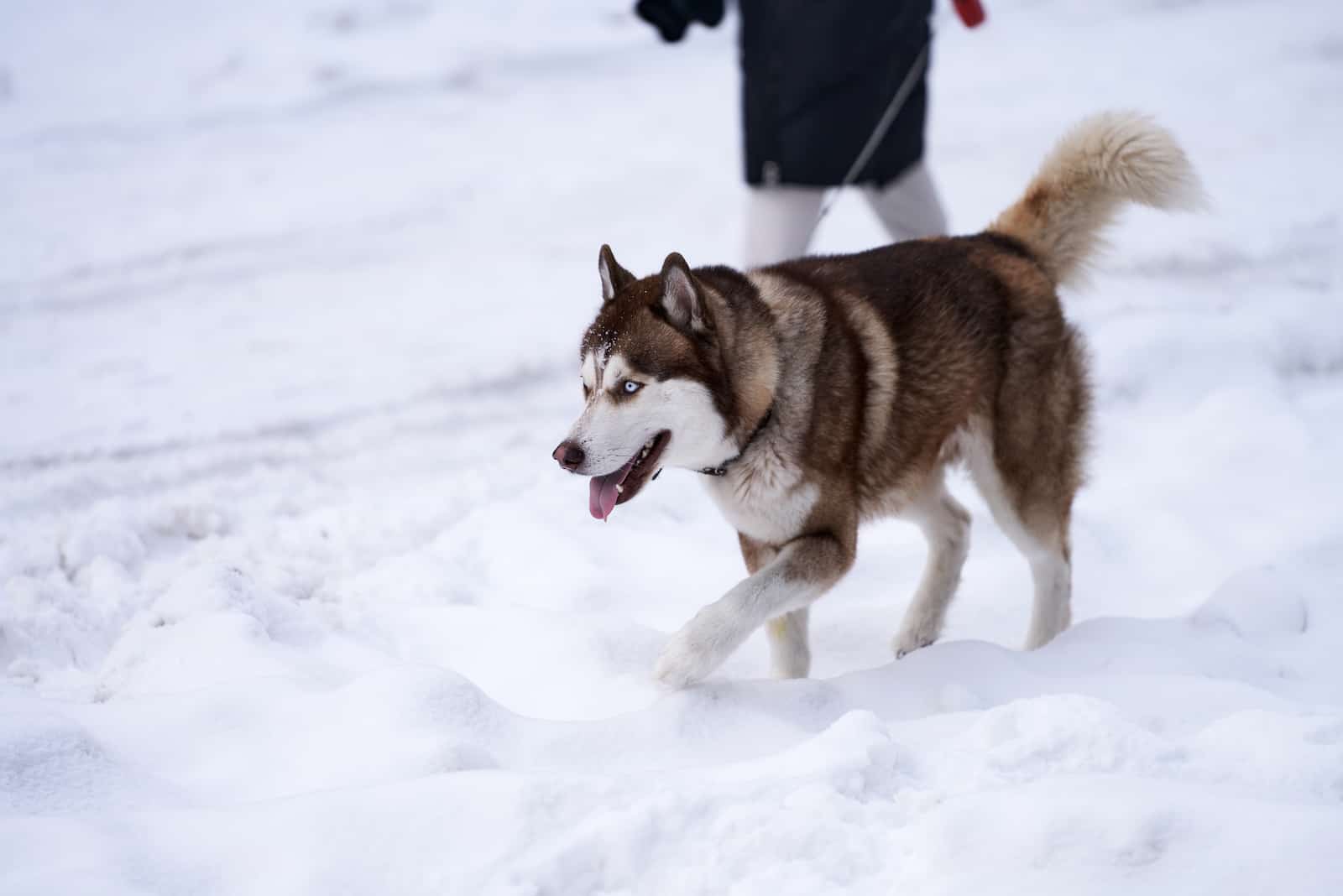 husky marrón caminando en la nieve