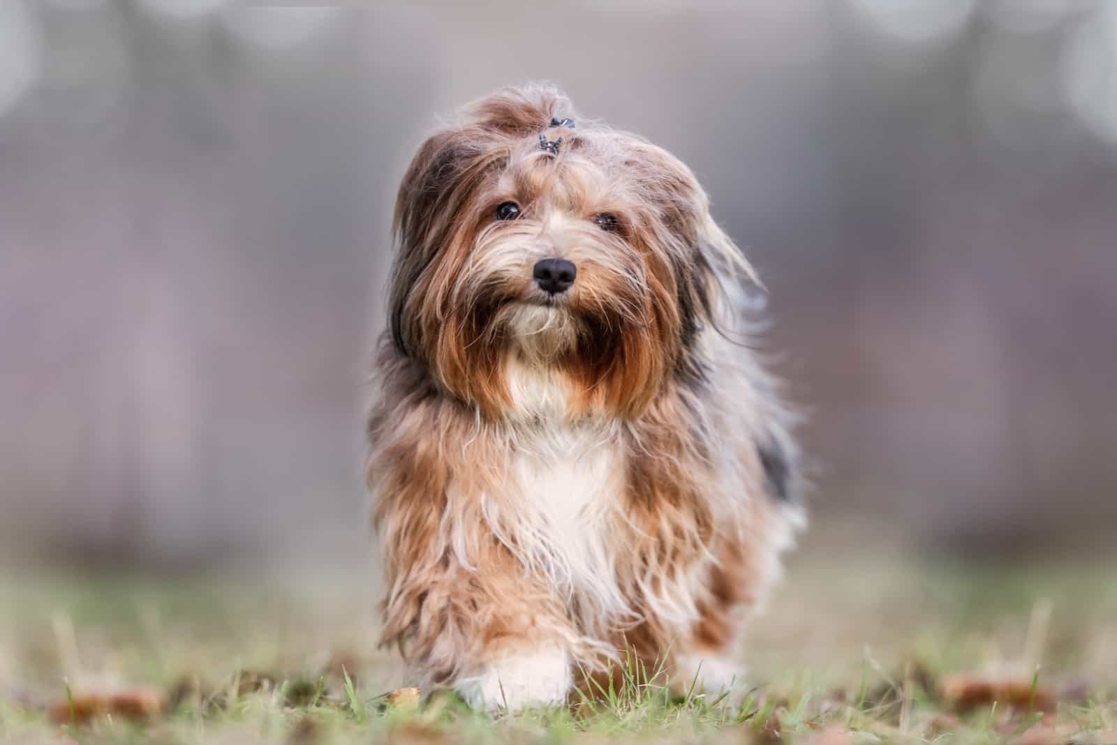 perro maltés marrón caminando