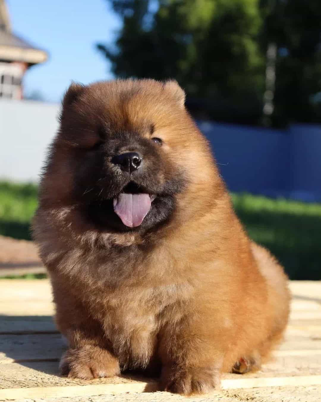 mini chow chow marrón sentado