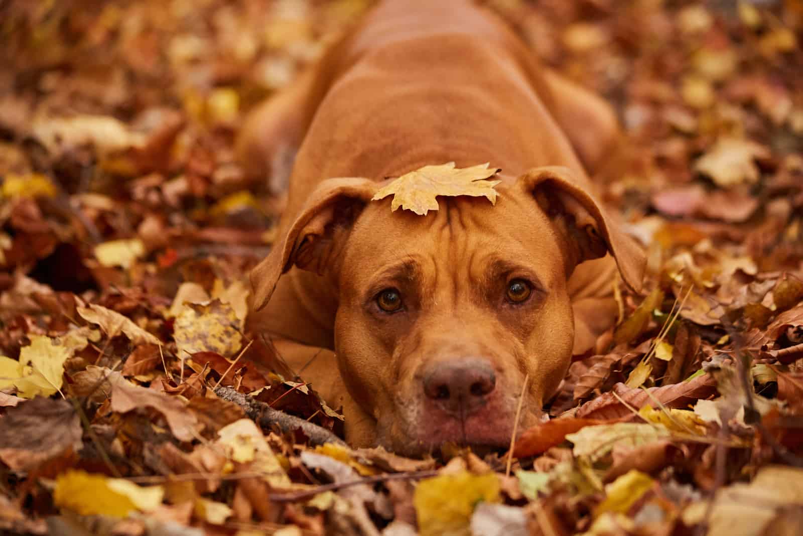 american pitbull terrier marrón