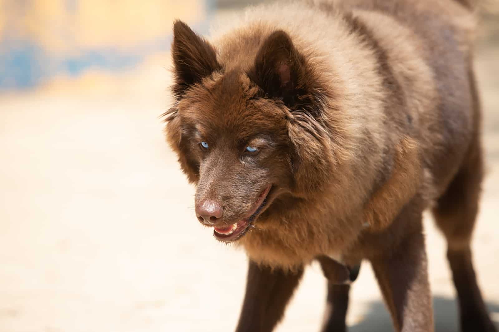 perro pomsky marrón con ojos azules