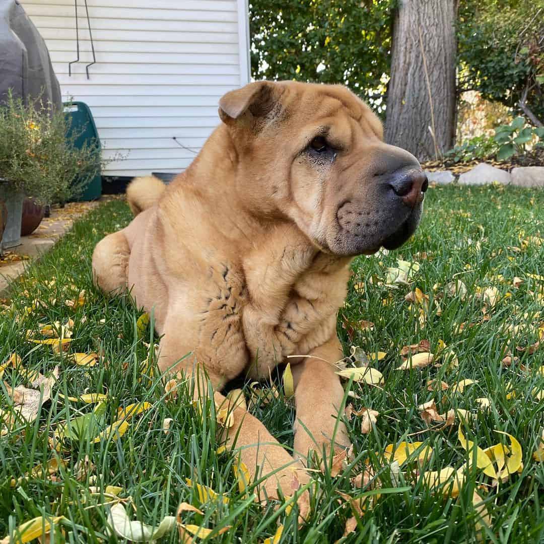 shar pei marrón