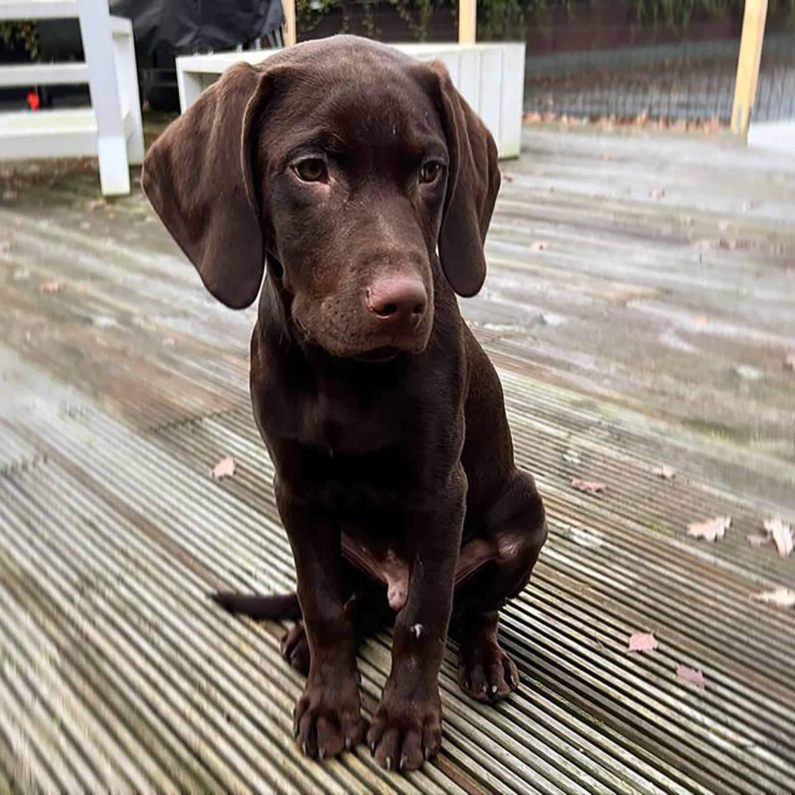 cachorro marrón de vizsla lab sentado en el porche