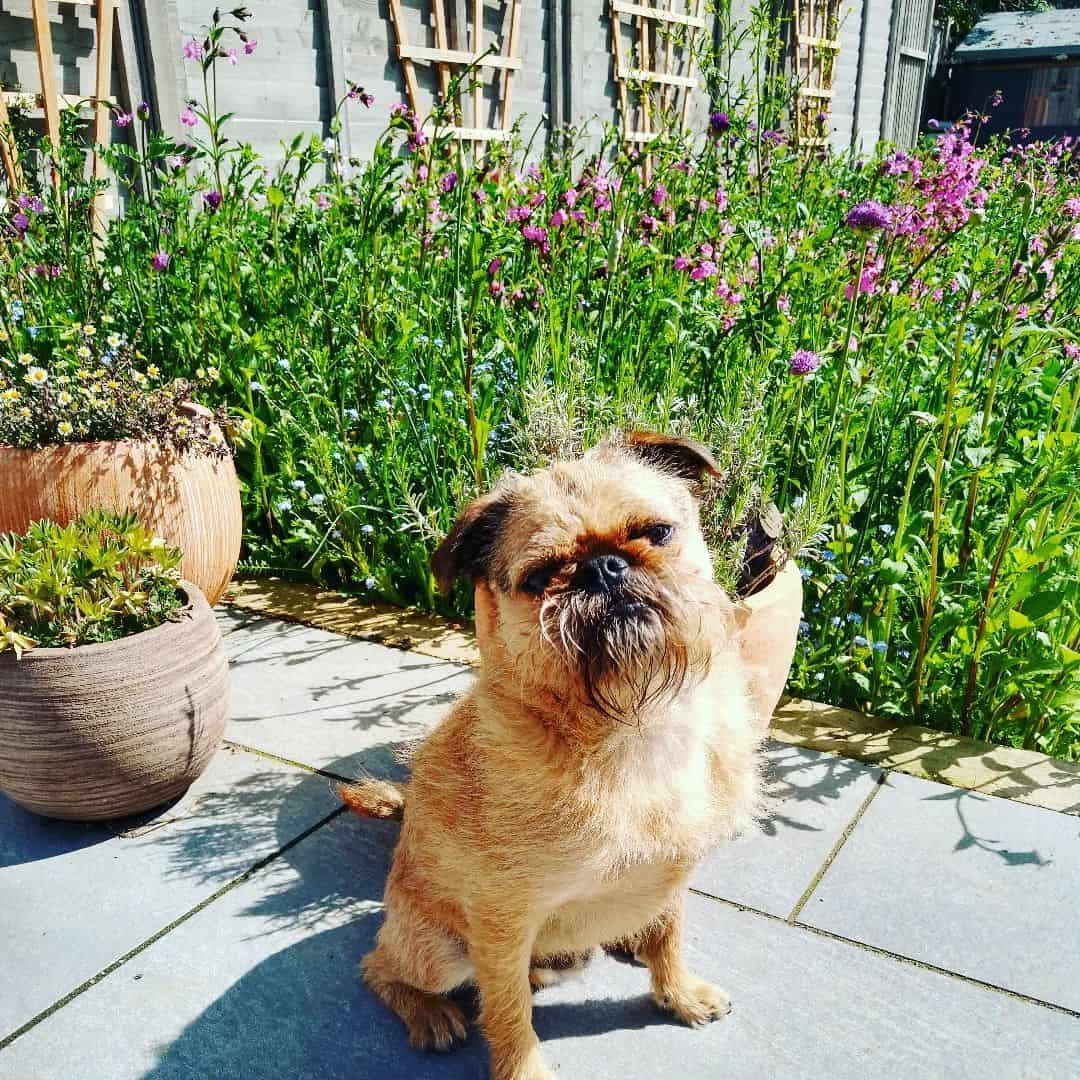 mezcla de brussels griffon y pug en el jardín