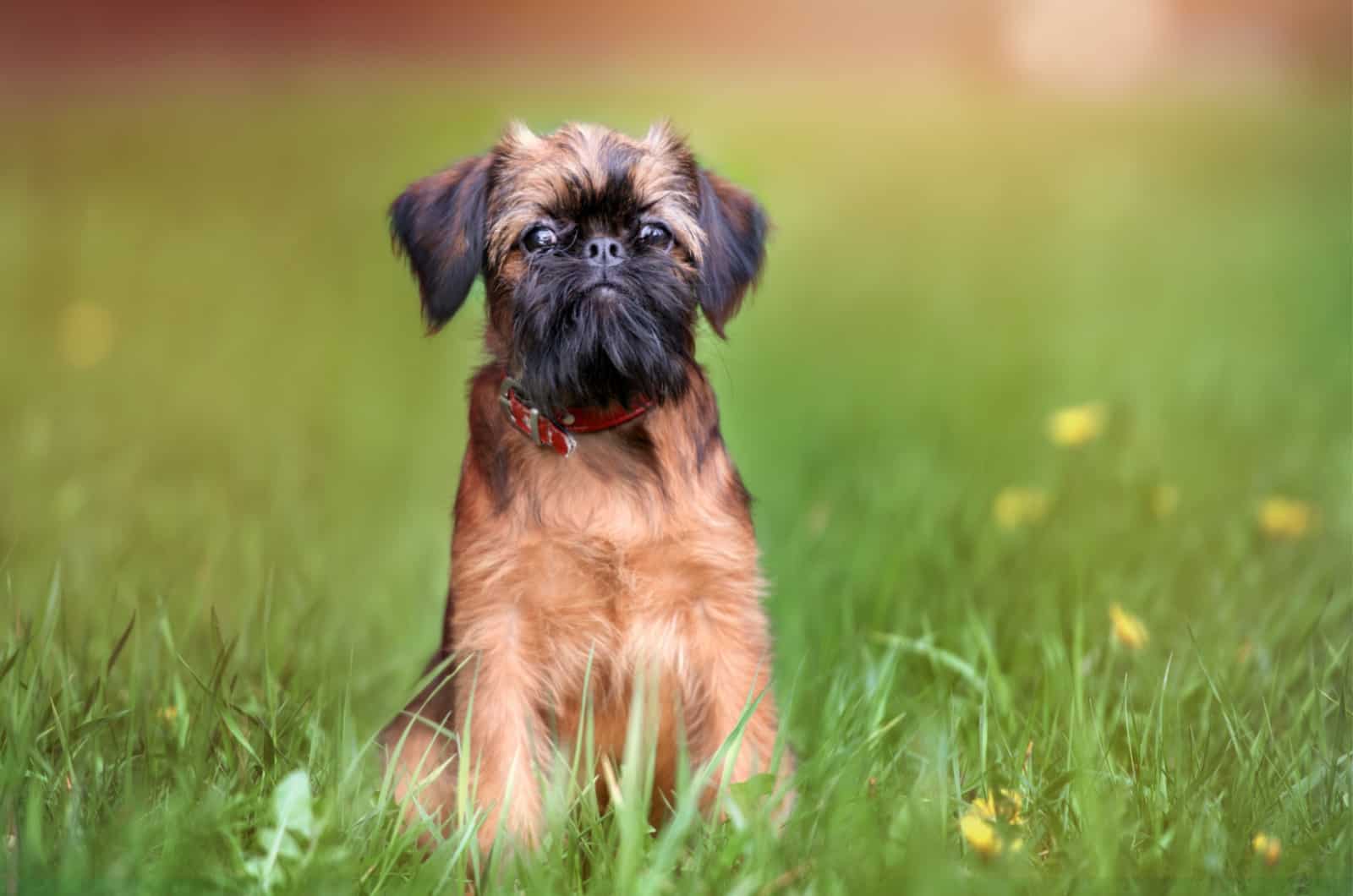 brussels griffon en el césped