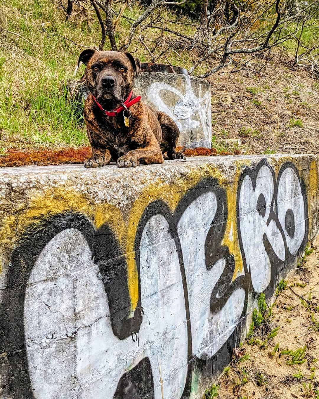 mezcla de bóxer y bullmastiff