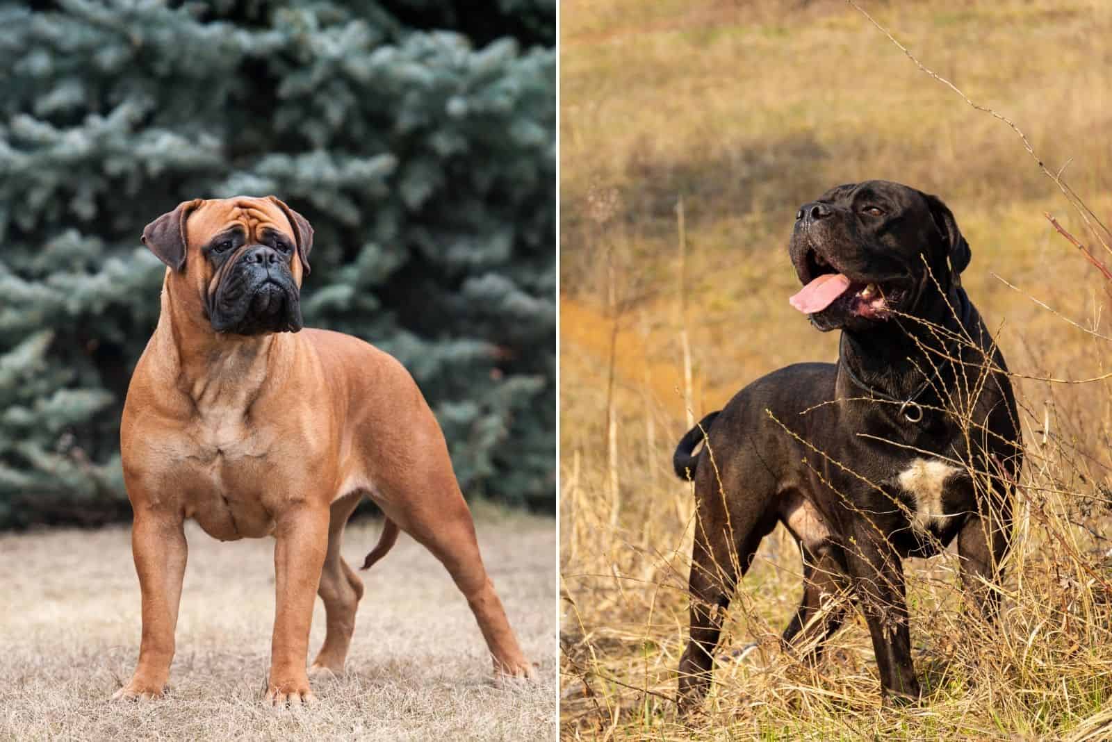 perros bullmastiff y cane corso