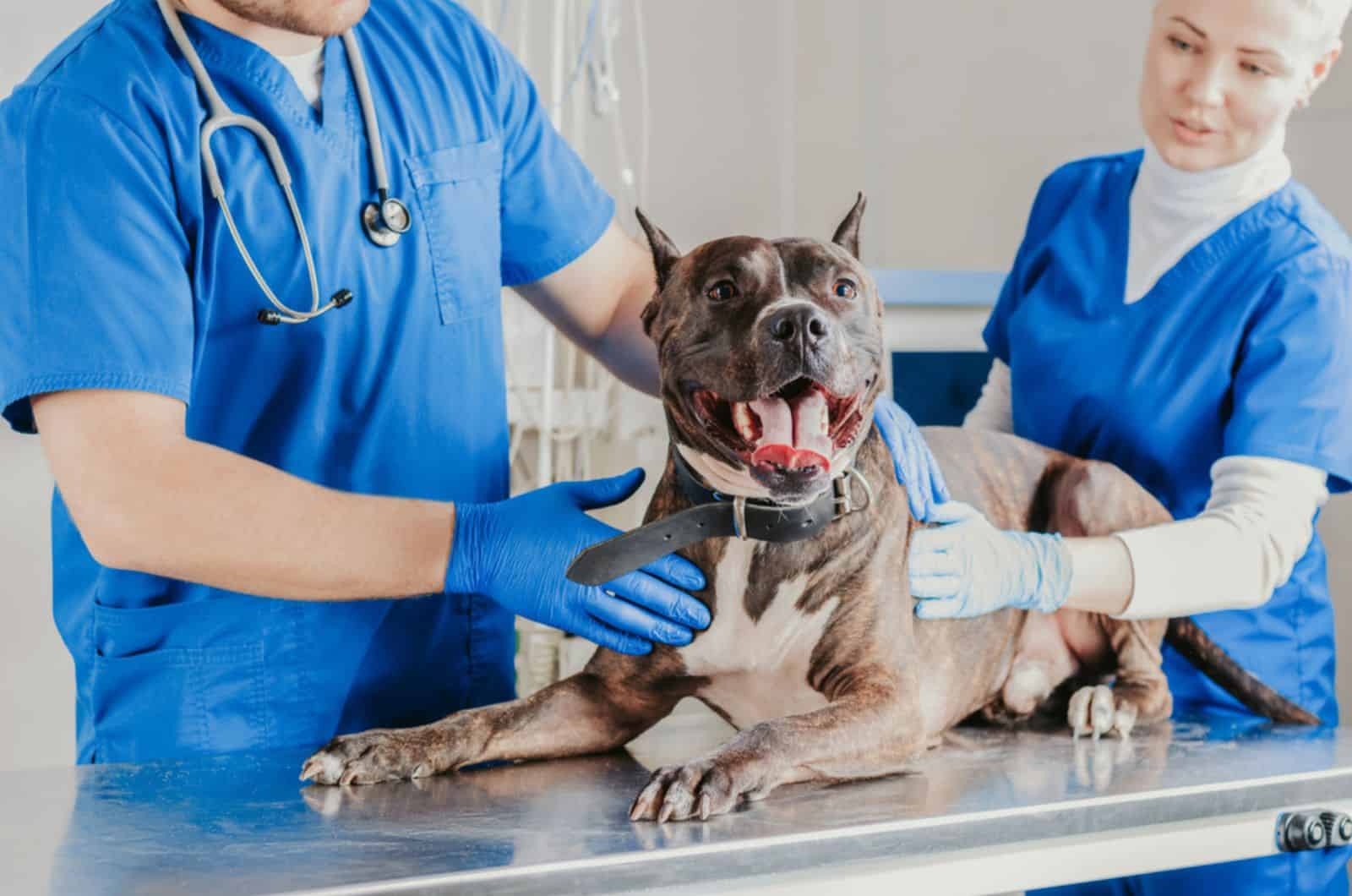 bulldog siendo examinado en la clínica