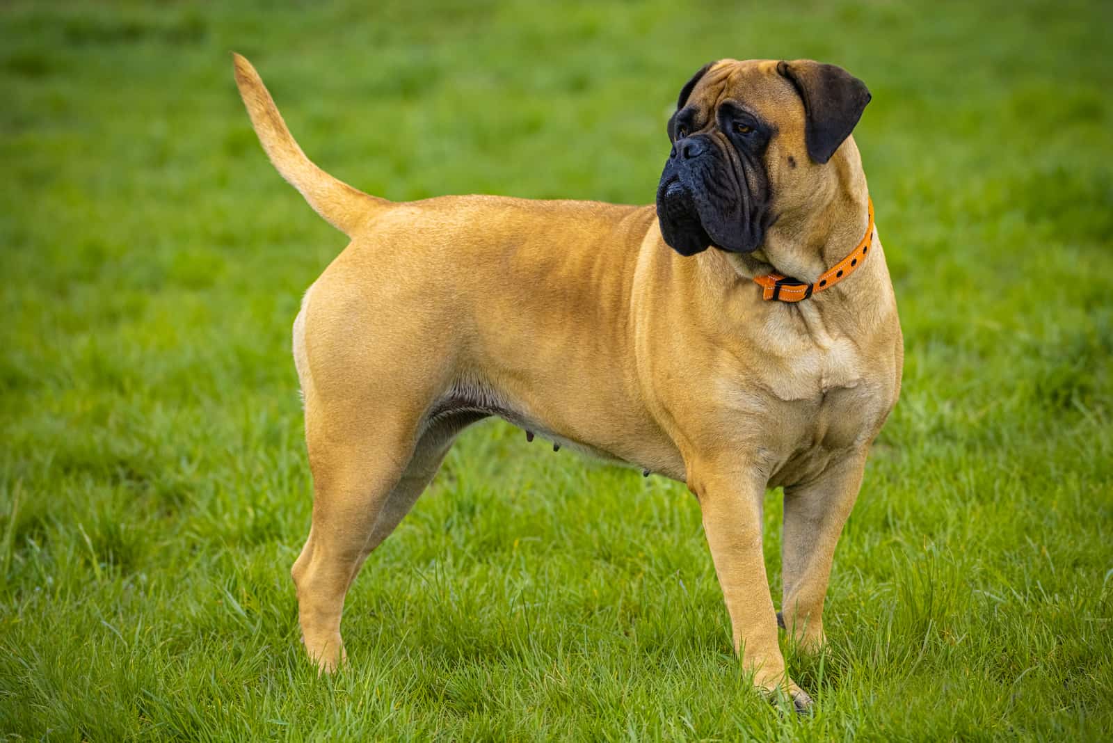 perro bullmastiff en la naturaleza