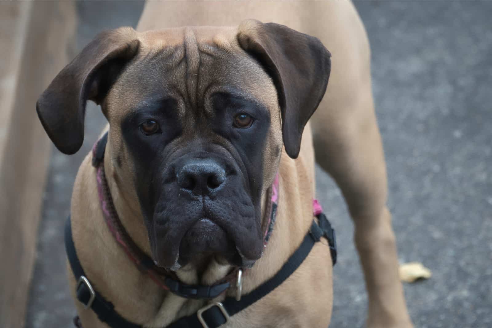 perro bullmastiff mirando a la cámara