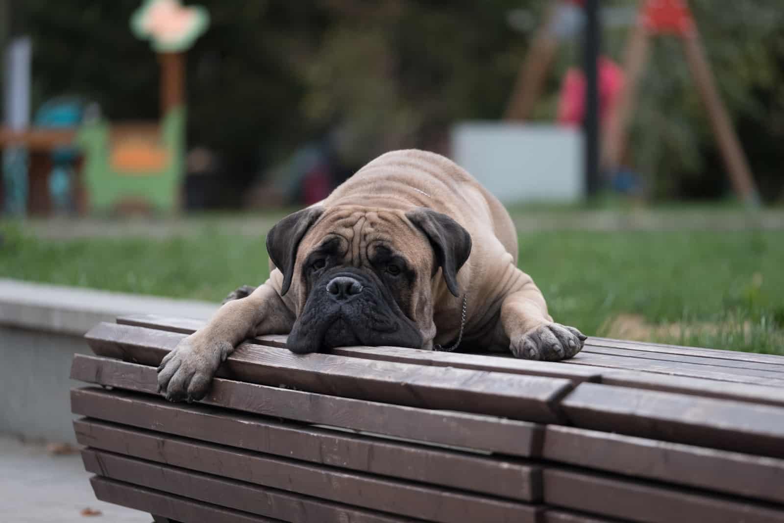 perro bullmastiff tumbado en un banco en el parque