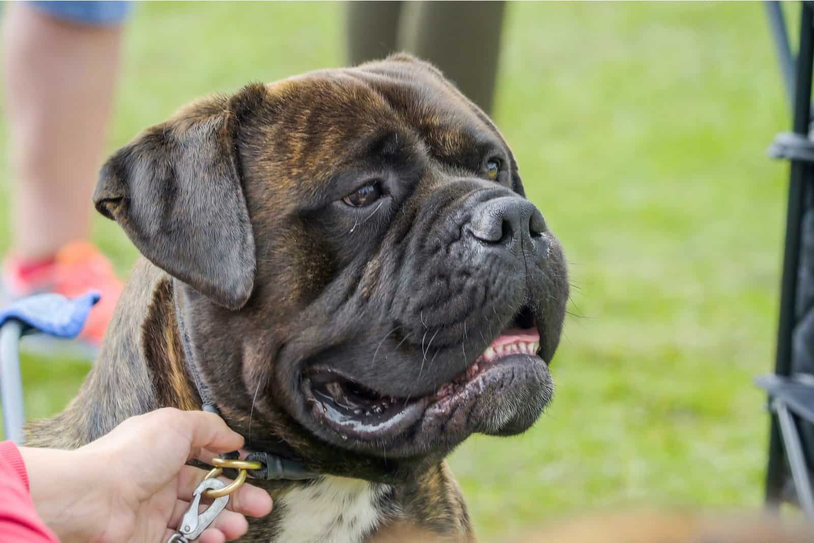 perro bullmastiff en la hierba