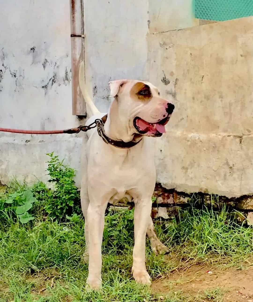 bully kutta perro bully pakistaní