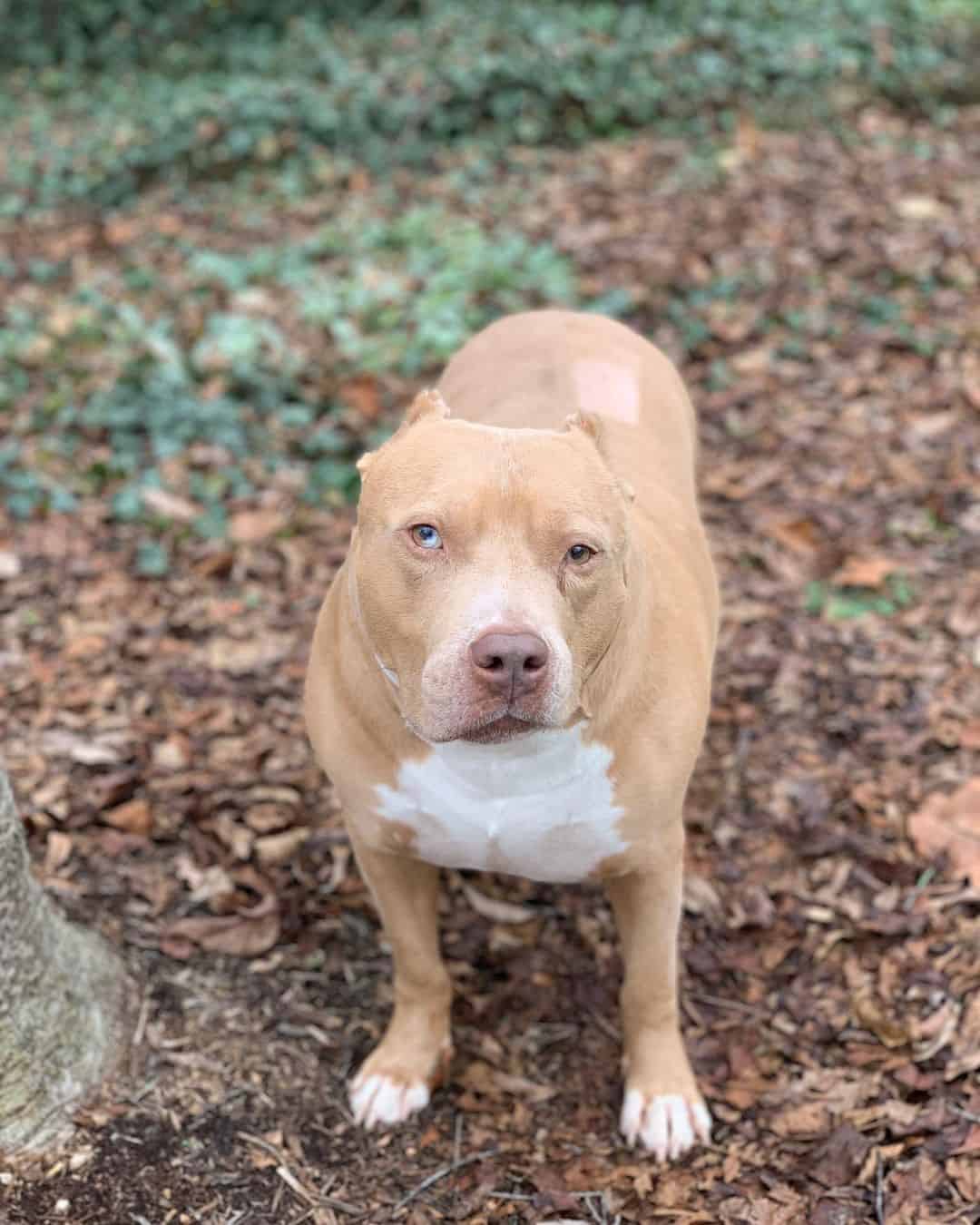 perro mestizo bully con síndrome de horner en los ojos