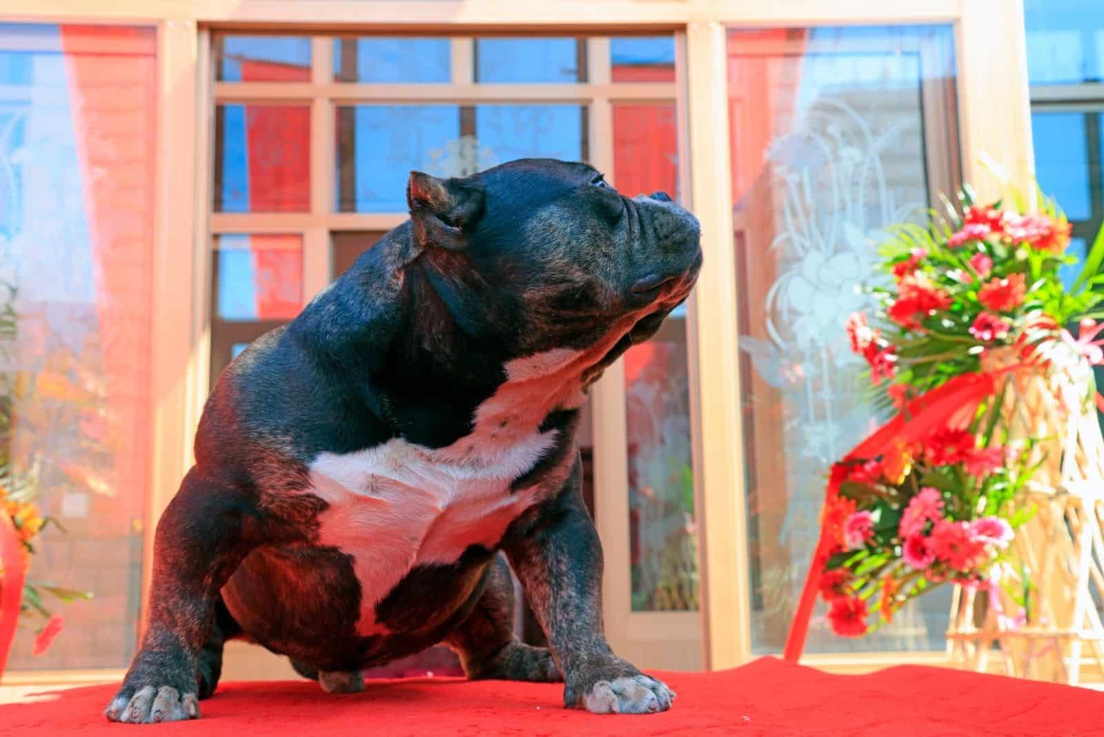 cachorro de bully pitbull en alfombra roja en el porche