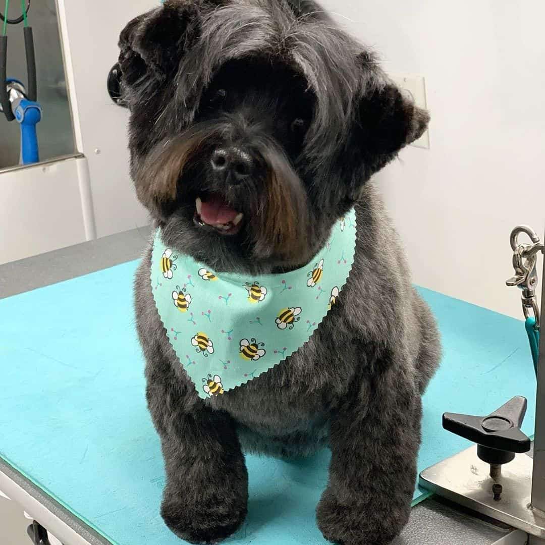 cairn doodle después del aseo
