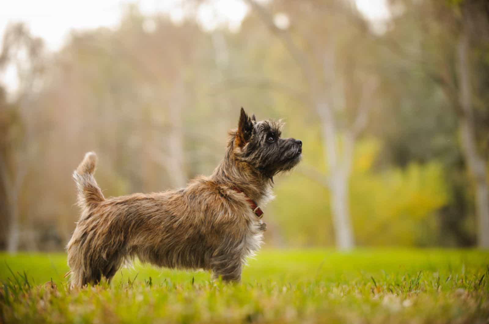 cairn terrier de pie en el campo