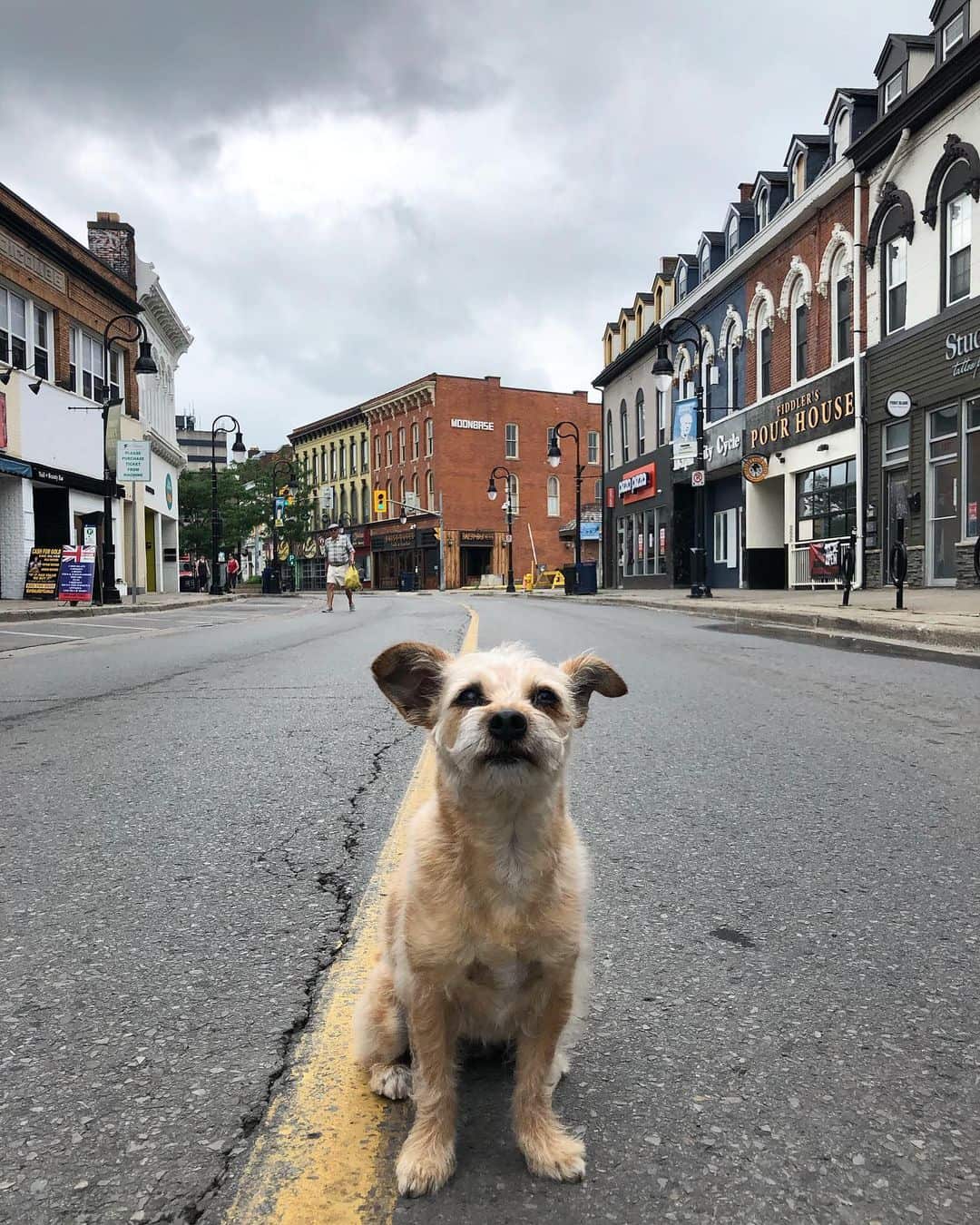 mezcla de perro cairn terrier chihuahua en la calle