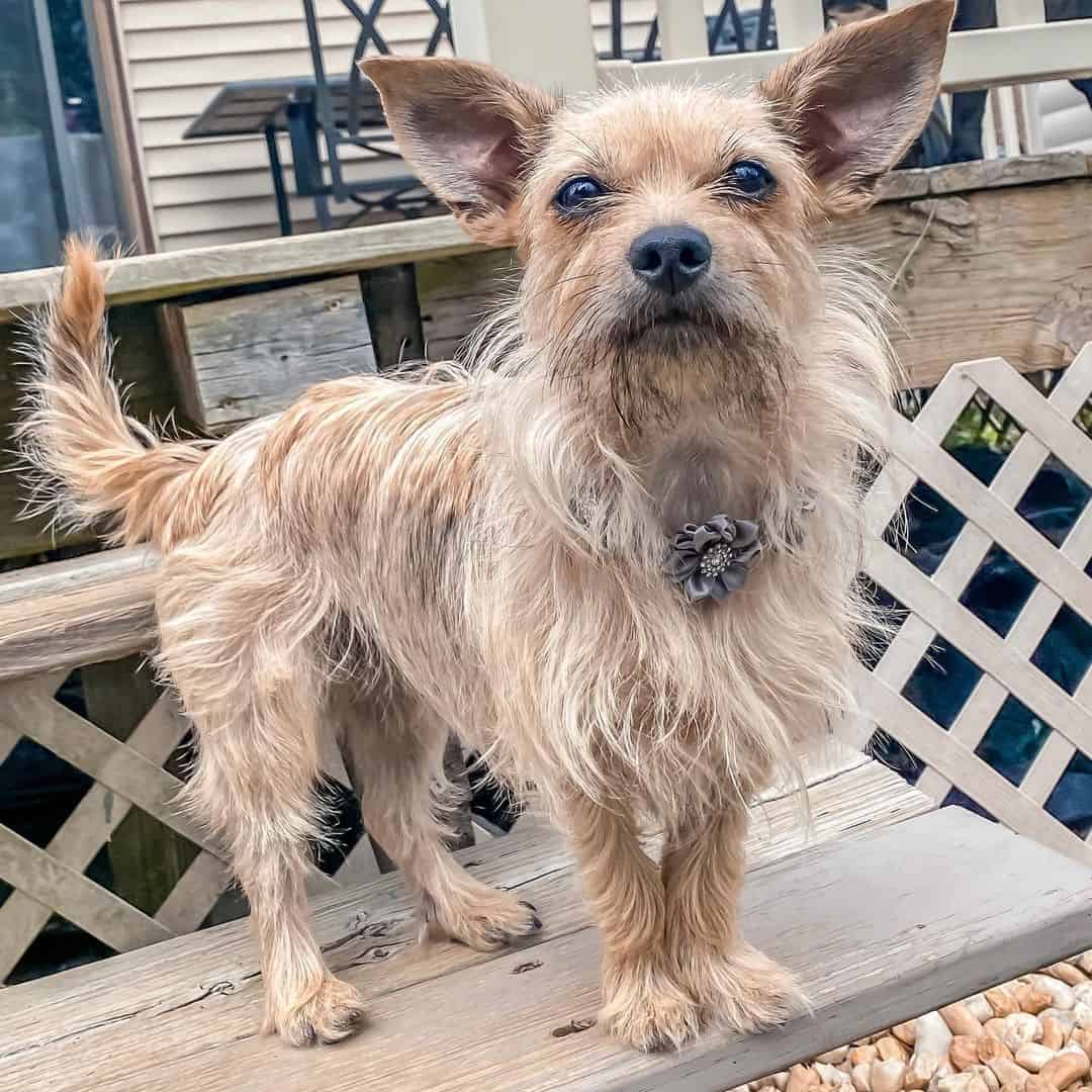 mezcla de cairn terrier chihuahua