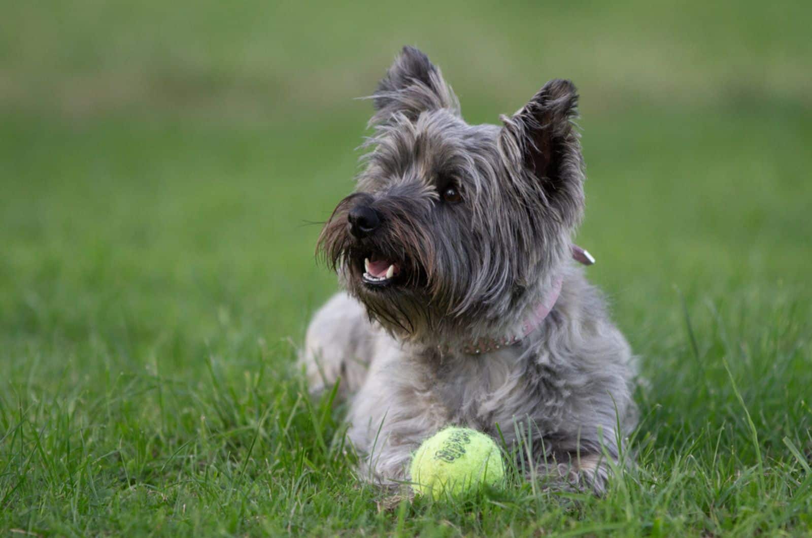 perro cairn terrier jugando con una pelota de tenis
