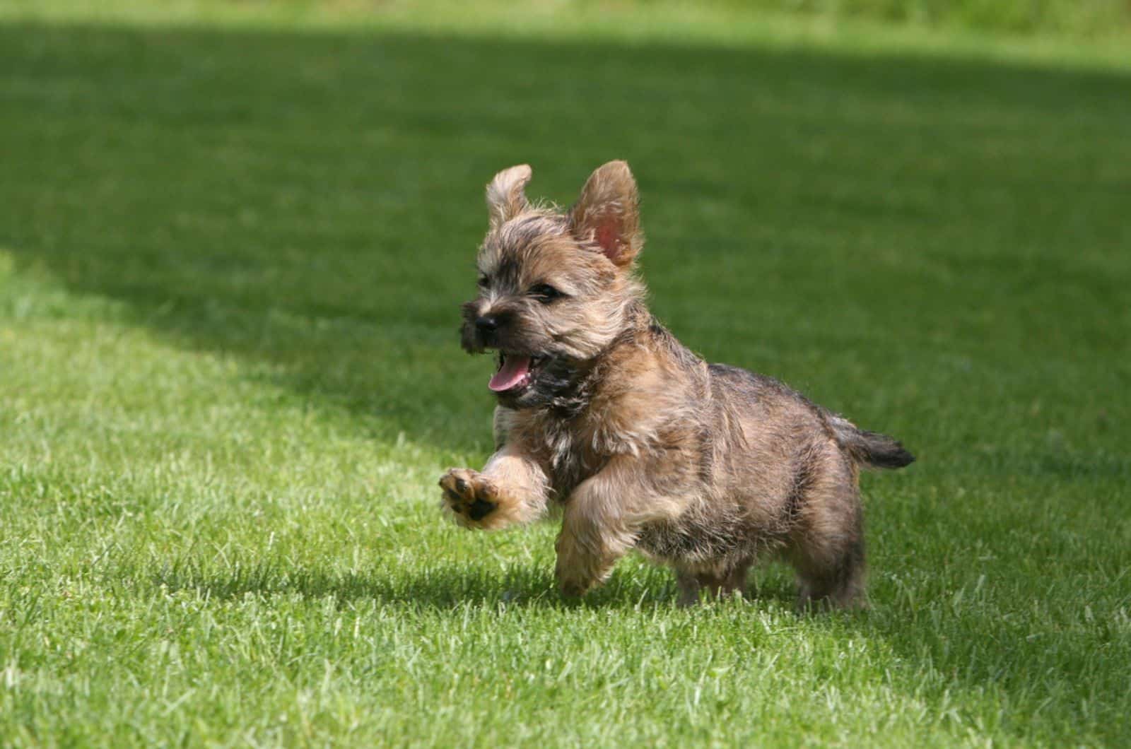 cachorro de cairn terrier corriendo en el parque