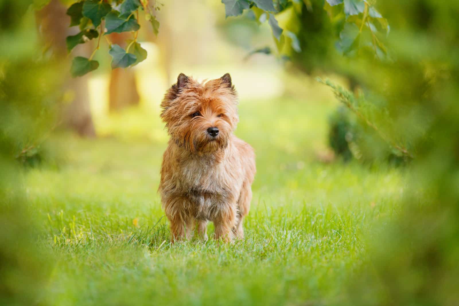 cairn terrier caminando sobre el césped