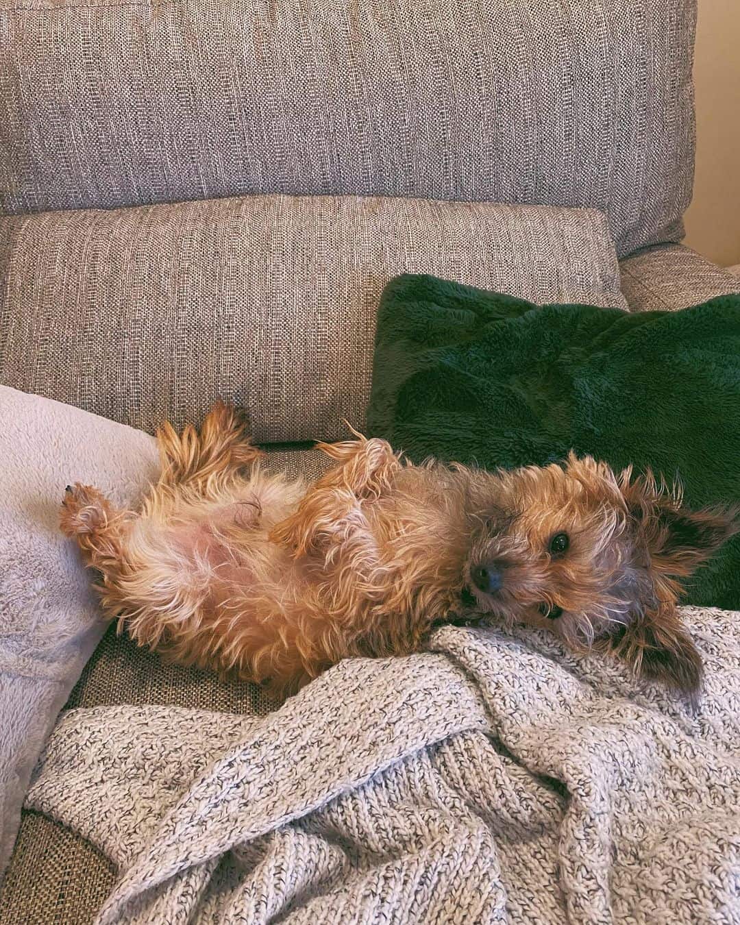 cairndoodle descansando